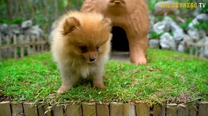 The Pomeranian puppies were cold and scared, so we built them a safe house