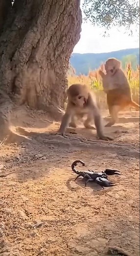 Monkey Thinks It Found a Toy—Scorpion Brings It Back to Reality! #MisjudgedMonkey #ScorpionSting