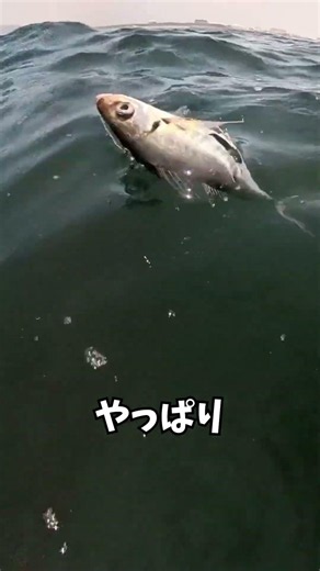 【良型のアジ】平塚のアジは結構大きいんです