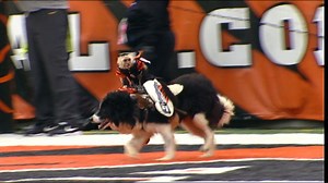 Week 16 Can't-Miss Play: Monkeys riding dogs, herding sheep