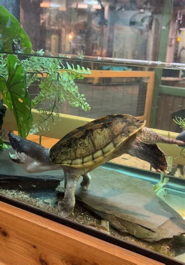Discovering the World of Turtles