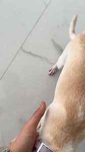 Niki we are a team!!!! Why you attacking me😫😫(ניקי לא מבינה שאנחנו צוות😂😂) #fyp #chihuahua #dog #niki #angrydog #viral | Nikki a Cihuahua