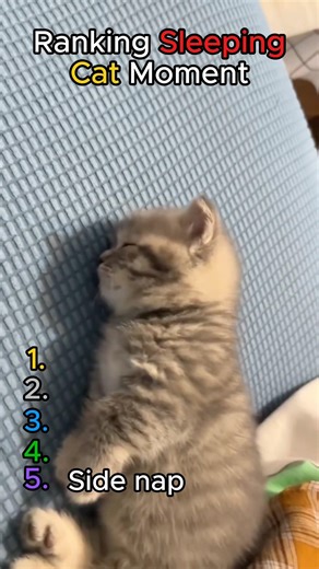 Ranking Sleepiest Cats 🐱💤 (I Got Sleepy Watching 😭)