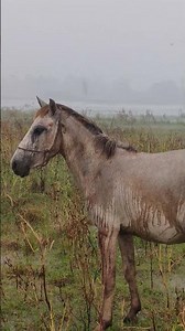 i am sorry hors #horse #horseriding