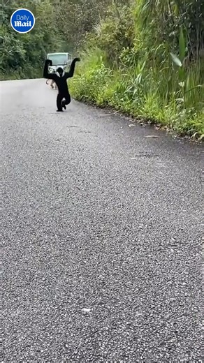 The way he ran 😂 | Daily Mail Video