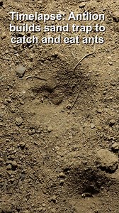 11K views · 60 reactions | Timelapse: Antlion builds sand trap to...