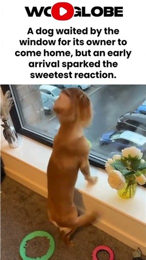 By the window, a dog eagerly watches for his owner before an early homecoming