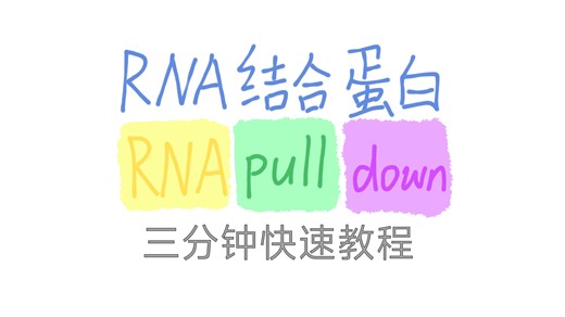 蛋白系列 RNA pulldown实验 三分钟快速教程
