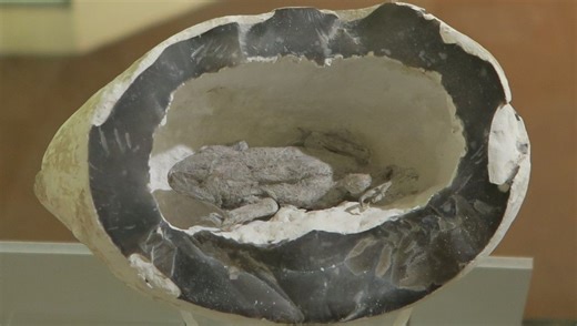 Toad In The Hole: The Myth And Mystery Of The Living Frogs Entombed In Rocks