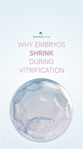 CRYOTEC | Oocyte and embryo vitrification method 🇯🇵 on Instagram: "Why do embryos shrink during vitrification? When vitrifying embryos, we need to remove water from the cell gradually to prevent hyperhydration caused by osmotic pressure changes. In ES step, water exits the cells, and cryoprotectant (CPA) enters. Water flows out from the cell faster than CPAs come inside. The embryos initially shrink, then recover as the CPA enters. In VS step, the embryos are then placed in a solution containi