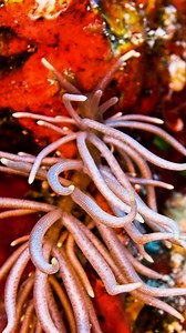 68K views · 105 reactions | This thing looks so creepy  | LADbible Australia | Facebook