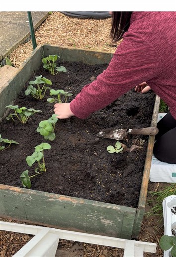 Strawberry patch is complete - hopefully we’ll actually get strawberries this year! #allotmentlife #allotmentupdate #growingstrawberries