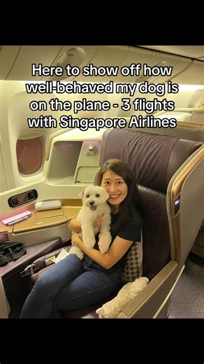 Well-Behaved Dog on Singapore Airlines Flights