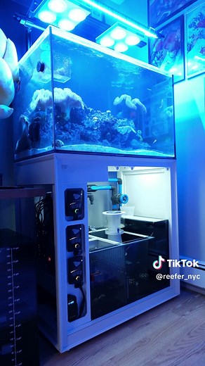 Comprehensive Guide to Reef Tank Setup
