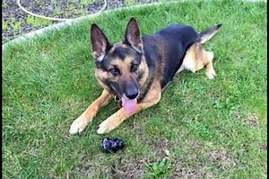 20K views · 762 reactions | Happy birthday to patrol K9, Ronin! Ronin is a German Shepherd and is turning 9 years old today! His handler, Deputy Galovich, reports that Ronin is a fantastic partner who, when off duty, loves to play with his kong toy, go for walks, swim in the family pool, and play with the (much smaller) family dog. | Sacramento County Sheriff’s Office | Facebook