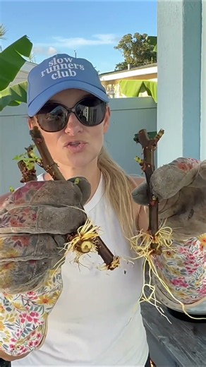 Propagating Fig Cuttings | Pruning & Saving My Fig Tree! Fig Tree Care + Pest Control + Propagation