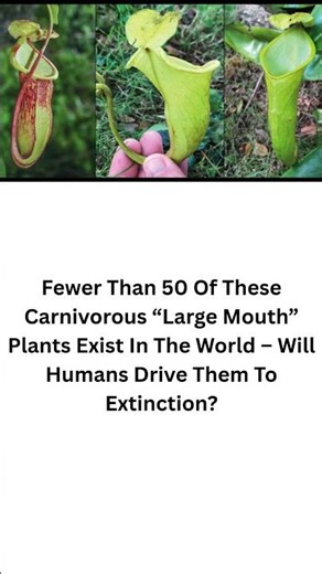 Fewer Than 50 Of These Carnivorous “Large Mouth” Plants Exist In The World