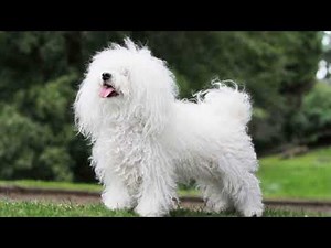 [Bolognese Dog] Pros and Cons Owning a Bolognese || Bolognese Size and Weight