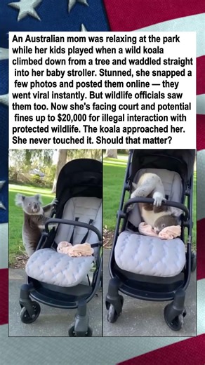 Wild Koala Climbs Into Baby Stroller