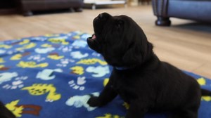 The Cutest Black Lab Puppies First Time Howling!! | Life With Labradors