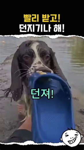 빨리 받고 던지기나 해 #강아지 #웃긴 #귀여운