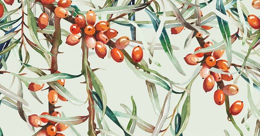 L'huile d'argousier, réparatrice des peaux abîmées