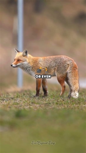 How Defenseless Are Newborn Fox Cubs