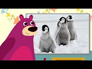 Learn Names Baby Animals - Story Zoo 🐣🦊| CLearning Videos For Kids | #hooplakidztvfrancais