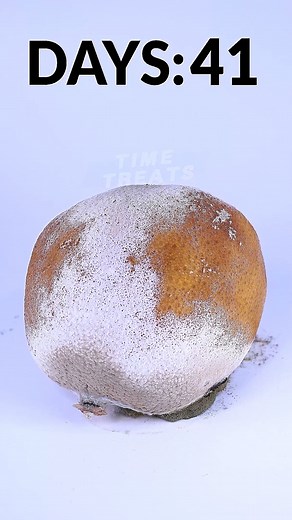 11K views · 80 reactions | Rot And Decay Timelapse 練#decay #Timelapse #satisfying | Time Treats | Facebook