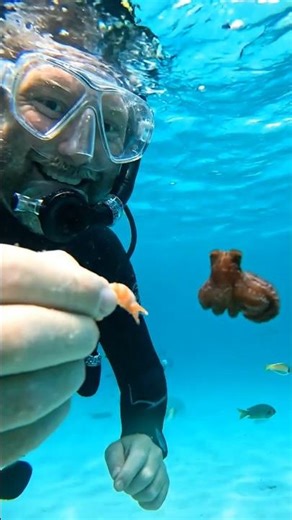 Feeding Baby Octopus
