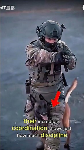 This Belgian Malinois Has INSANE Military K9 Training 🐕‍🦺🔥