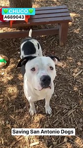 📣❤️ UPDATE: Transferred to SAPA KENNELS 💥Will be “safe from EUTHANASIA” per SAPA, but MAY still be in need of placement (adoption, rescue or foster). 💕Please contact SAPA (San Antonio Pets Alive) for more information if interested: placement@sanantoniopetsalive.org ➖➖➖➖➖➖➖➖ 🔹 SAN ANTONIO, TX 🔹 📣‼️ EUTH LISTED FOR WEDNESDAY 10/18‼️ 🆘 NEEDS PLACEMENT BY 11:30 AM‼️🆘 😪 (**Please note we are NOT the shelter, but are a volunteer-run page dedicated to networking the shelter dogs at the City of