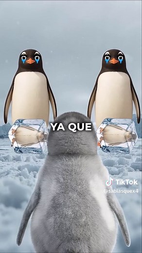 La vida de un pingüino: un viaje increíble