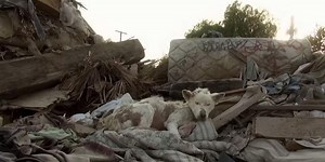 This dog's story also has a happy ending and an amazing