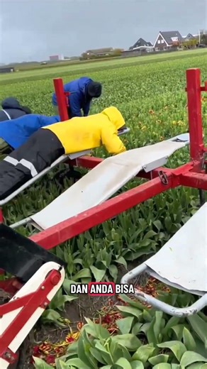 unique harvesting tool #easyfarming #farming101 #farming #agriculture #machine