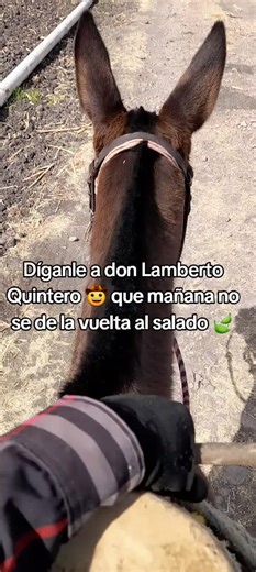 Bernardo Villalobos on TikTok