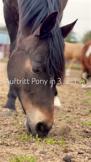 Auftritt Pony in 3…2…1 🐴😂 #shorts