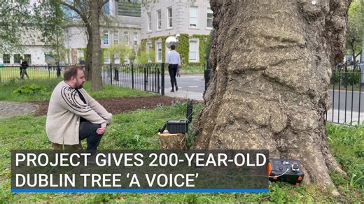 Project gives 200-year-old Dublin tree 'a voice'