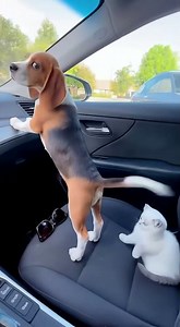 A Playful Cat's Tail Bat Causes a Funny Oops 🕶️