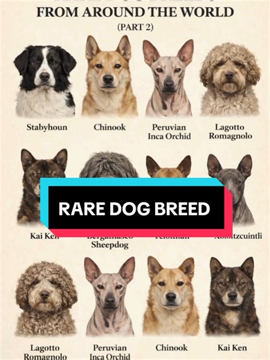 Discover 3 of the Rarest Dog Breeds