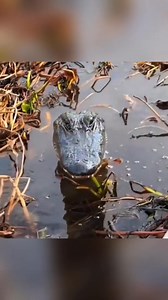 Rocco the crocodile #animals #wildlife #wildanim. | Wordly voyager