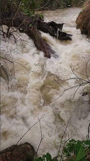 Flooding River After Heavy Rain 🌊 | 4K Nature Power #shorts #flood #river