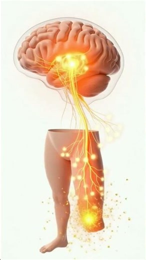What happens when a human loses a leg? The human body is stronger than you think.