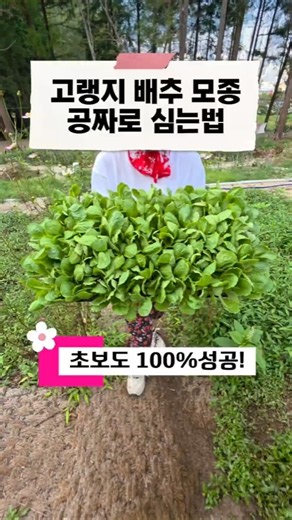 초보도 100% 성공! 고랭지 배추 모종 공짜로 심는 법 🥬 개금주말농장 임대모집 #Shorts #기장주말농장 #철마주말농장 #대저주말농장