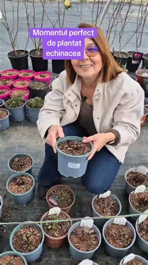 🌺 Echinacea a intrat și ea în vegetație și acum e momentul perfect de plantat în grădină. La vară va începe înflorirea și nu se va opri până în toamnă. ▶️ Descoperă colecția noastră în site florapris.ro si alege ce-ți place! #gradina #plante #flori #echinacea #soare