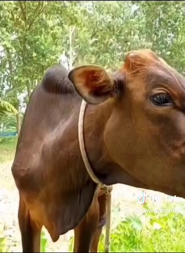 FUNNY COW DANCE 🤣🐮| COW SONG _ COW VIDEOS | DANCING COW | ANIMAL SOUND#kids #cow #cawdance #9193