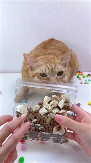 Cute Cat ASMR Cleaning Sounds for Relaxation