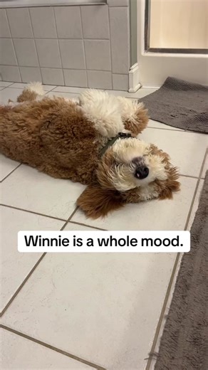 Winnie's Bedtime Routine with Winston the Bernedoodle