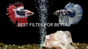 7 Best Filters For Bettas In 2024 (And Why You Need One)