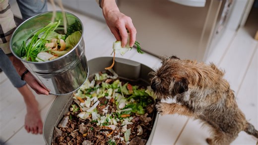 Comment réussir son compostage dans les règles de l'art ?